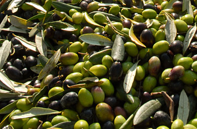 raccolta delle olive in toscana