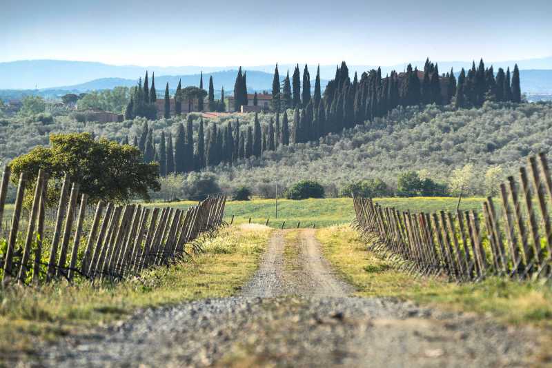 vigne a poggio la mozza